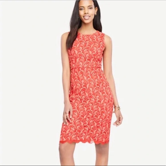 Ann Taylor Petite Two Tone Lace Sheath Dress